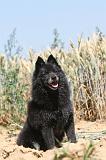 SCHIPPERKE 096